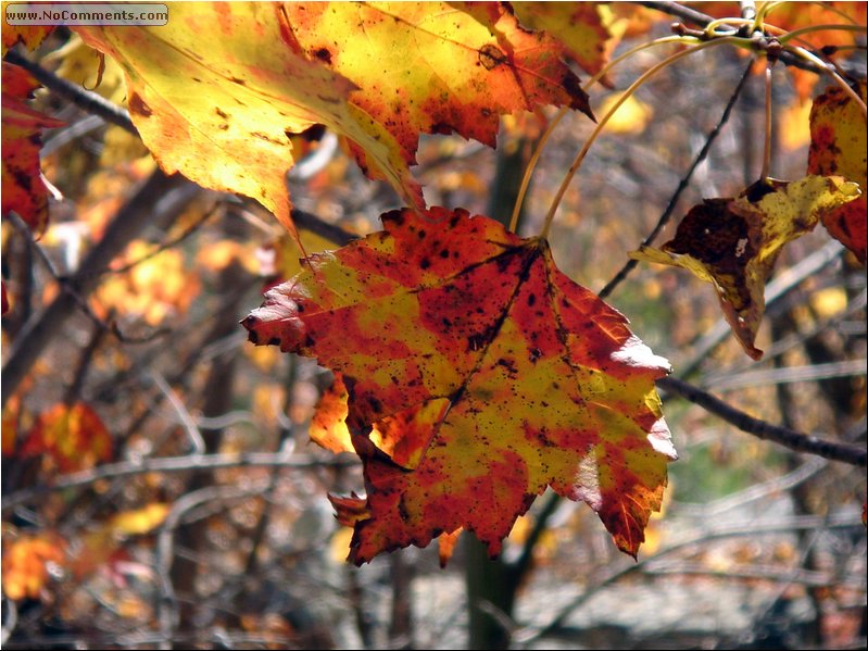 Lake Minnewaska leafs 1.JPG