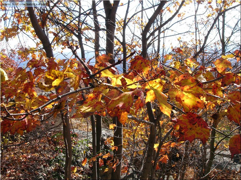 Lake Minnewaska leafs and sky 1.JPG