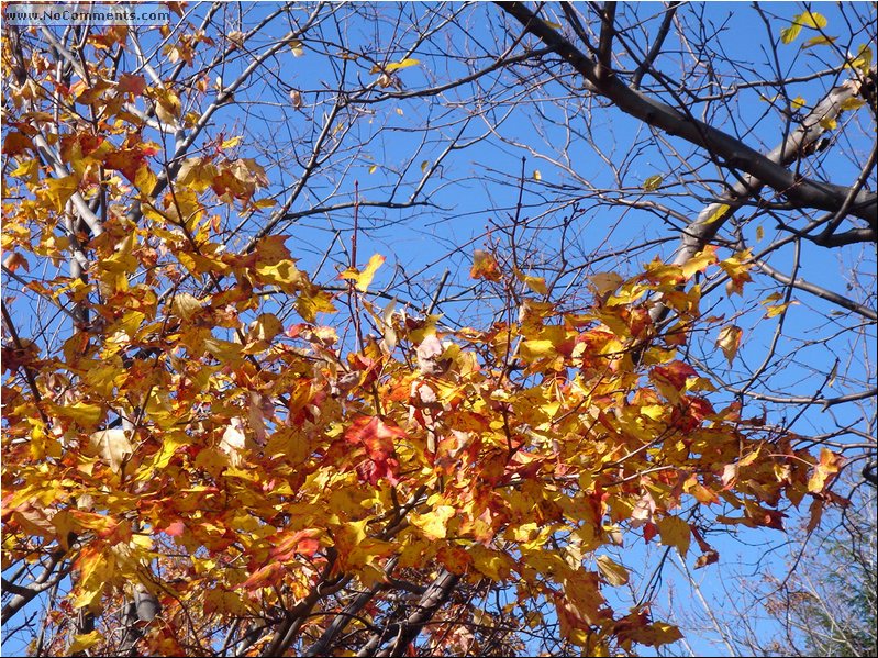 Lake Minnewaska leafs and sky.JPG