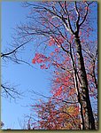 Lake Minnewaska Naked  tree (almost).JPG