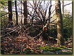 Lake Minnewaska cut tree.JPG