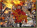 Lake Minnewaska leafs 1.JPG