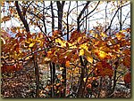 Lake Minnewaska leafs and sky 1.JPG