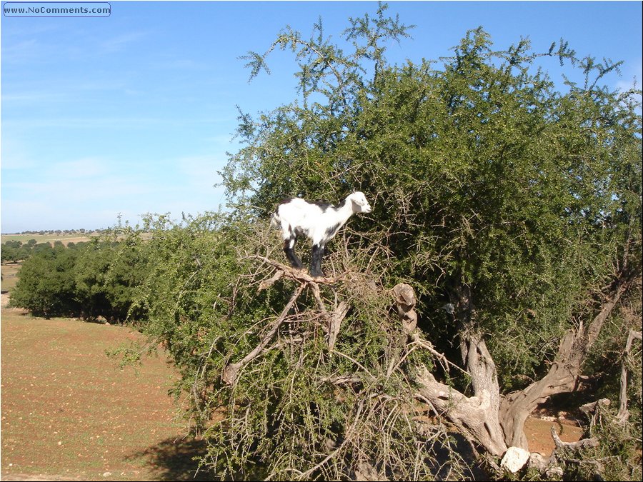 Morocco 086.jpg