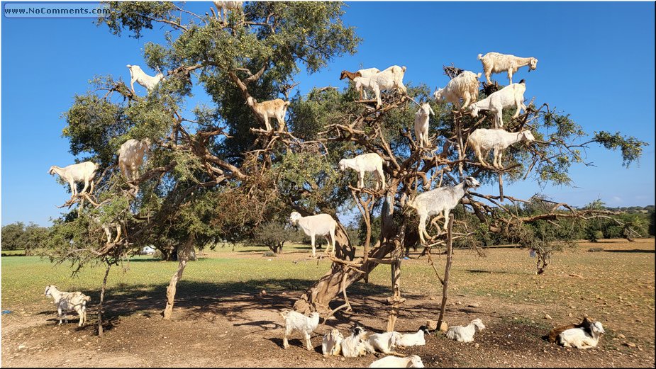 Goats2.jpg