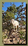Goats5.jpg