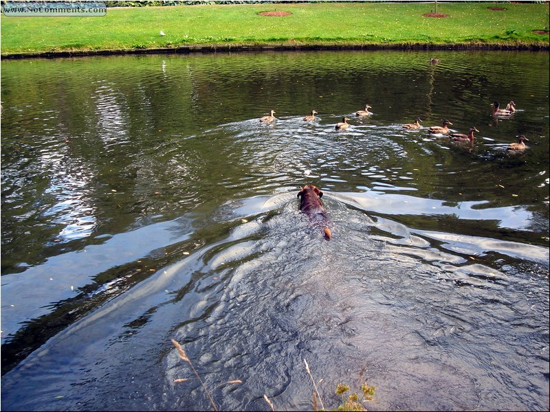 Christchurch Botanical Garden 2.JPG