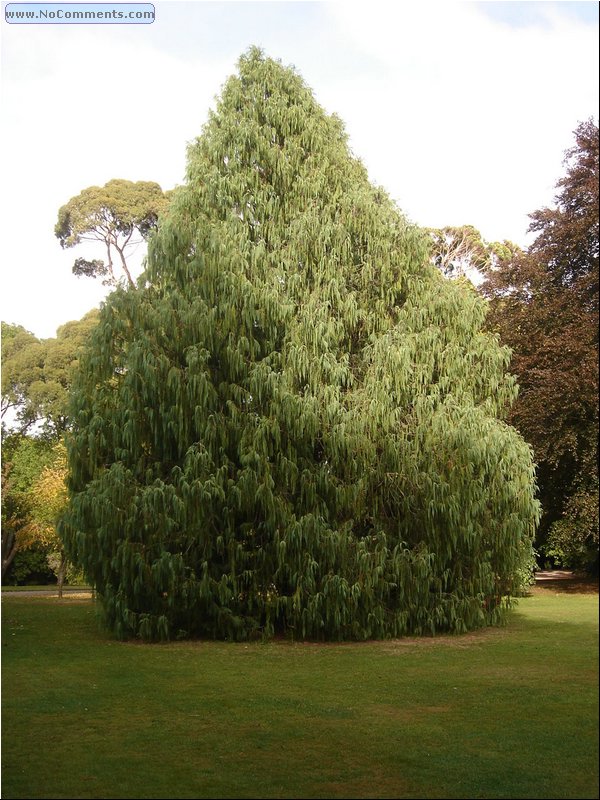 Christchurch Botanical Garden 3.JPG