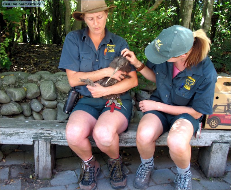 Orana Zoo - Kiwi bird.jpg