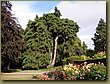 Christchurch Botanical Garden 4.JPG