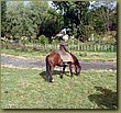 Horseback Riding - cowgirl.JPG