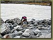 Hooker Valley - ice cold water.JPG