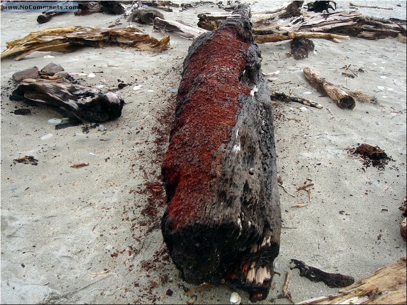 Beach South Island 5.JPG