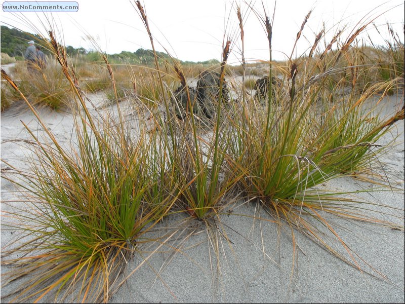 Beach South Island.jpg