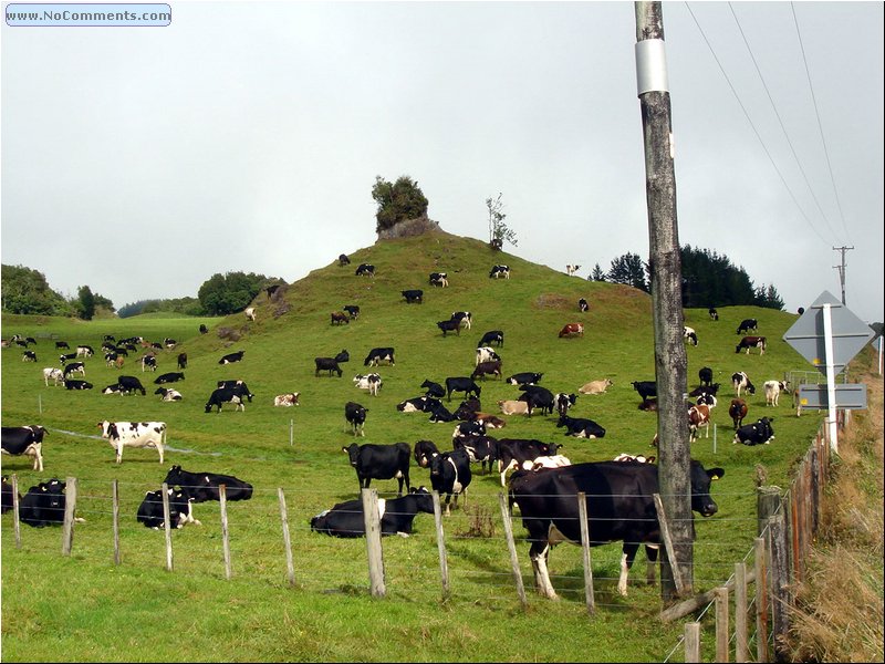 Cow Hill.JPG