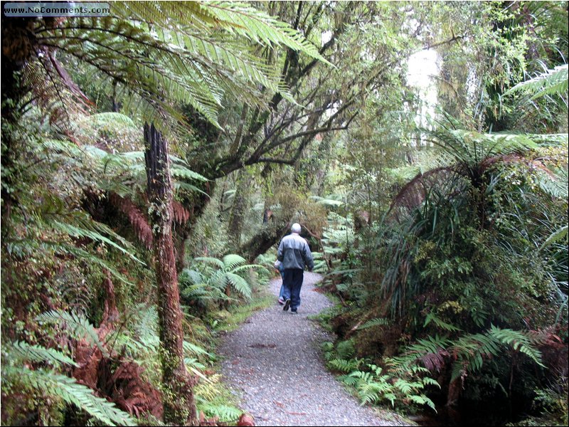 Rain Forest South Island 2.jpg