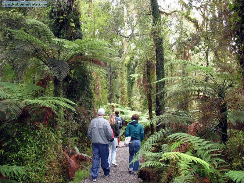 Rain Forest South Island 3.jpg