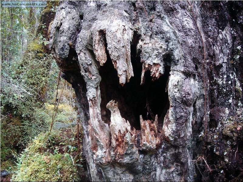 Rain Forest South Island 5.JPG