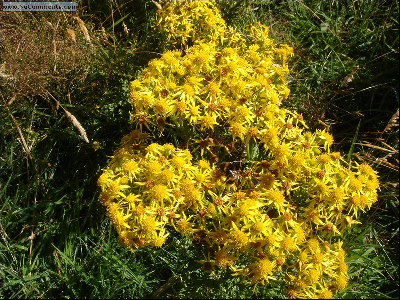 River Jets - find a bee.JPG