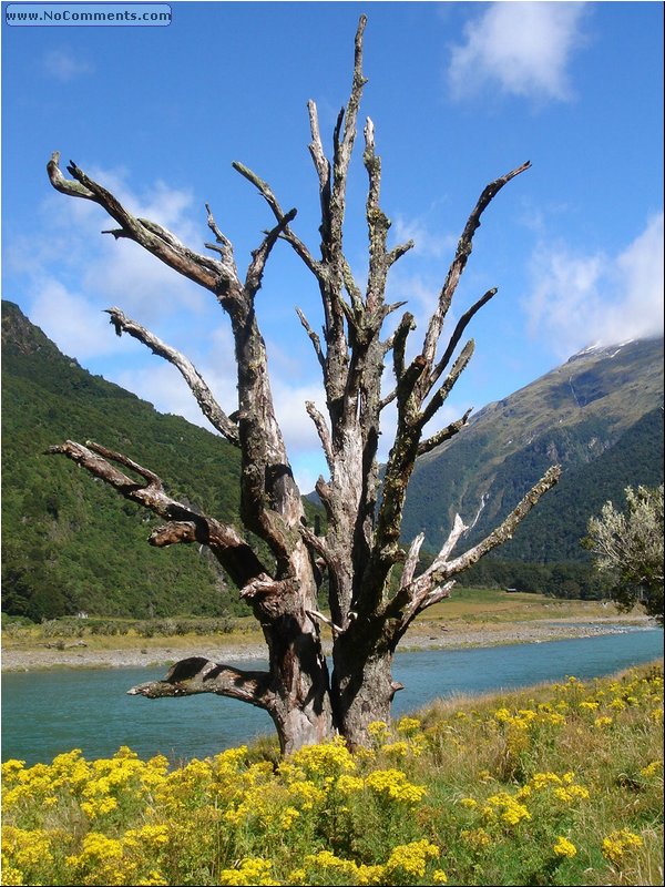 River Jets trip - tree.JPG