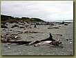 Beach South Island 4.JPG