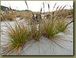 Beach South Island.jpg