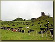 Cow Hill 1.JPG