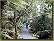 Rain Forest South Island 2.jpg