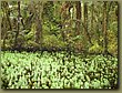 Rain Forest South Island 4.jpg