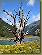River Jets trip - tree.JPG