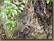 wild berries.JPG