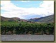 PEREGRINE winery 1.JPG