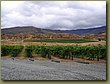 PEREGRINE winery.JPG