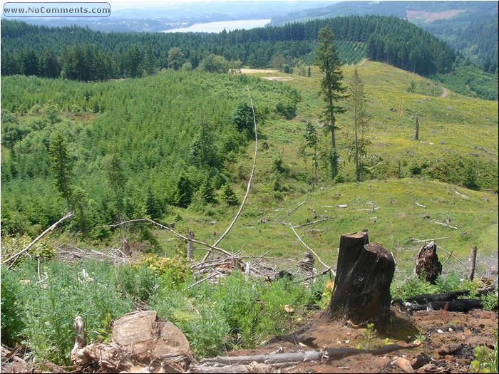 Oregon Forest - clear cut 2.JPG