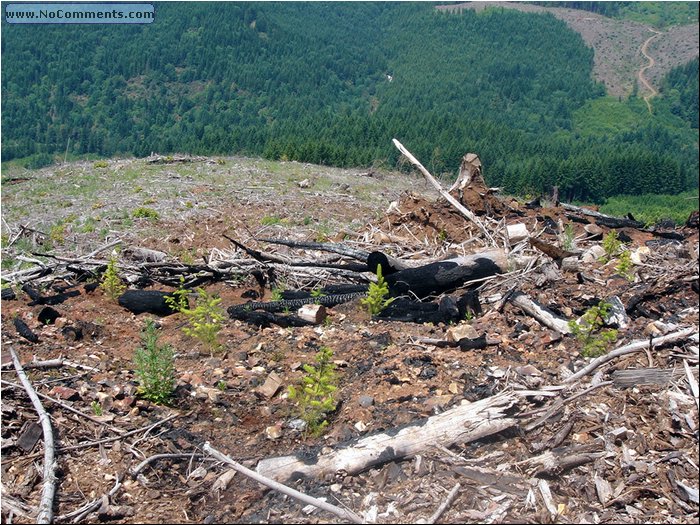 Oregon Forest - clear cut.JPG