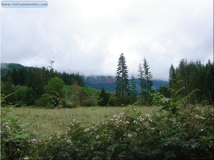 Oregon Forest 8.JPG