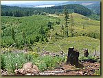 Oregon Forest - clear cut 2.JPG