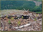 Oregon Forest - clear cut.JPG