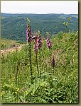 Oregon Forest 2.JPG