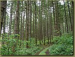 Oregon Forest 5.JPG