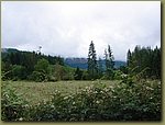 Oregon Forest 8.JPG