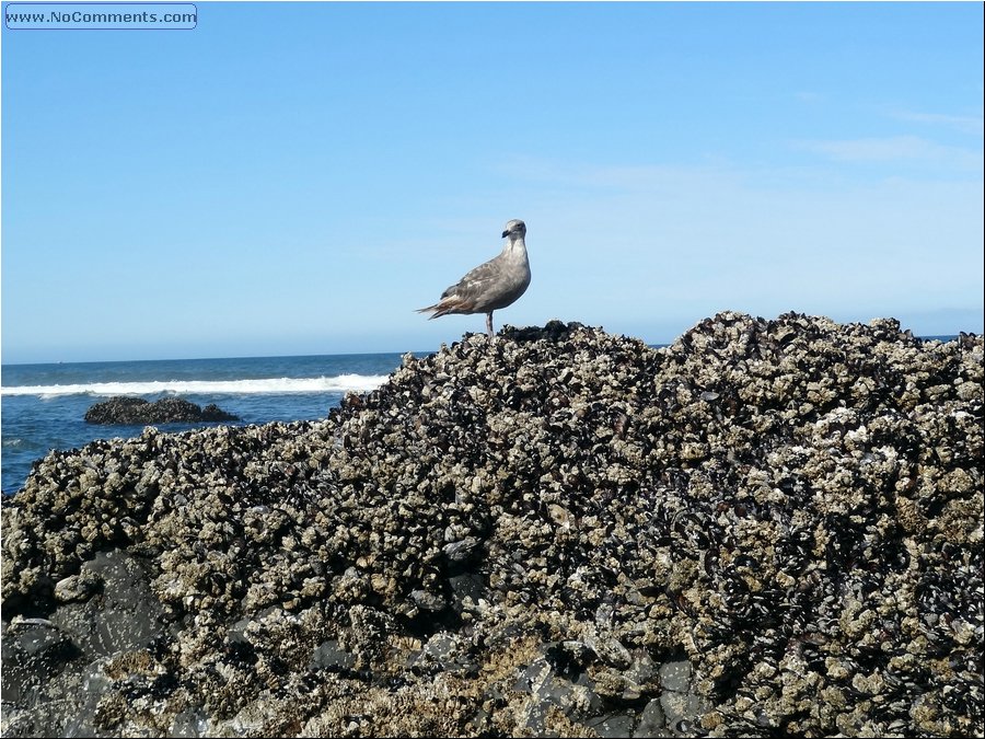 Oregon Coast 03.JPG