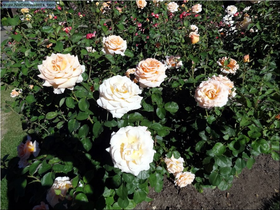 Portland Rose Garden 03.JPG