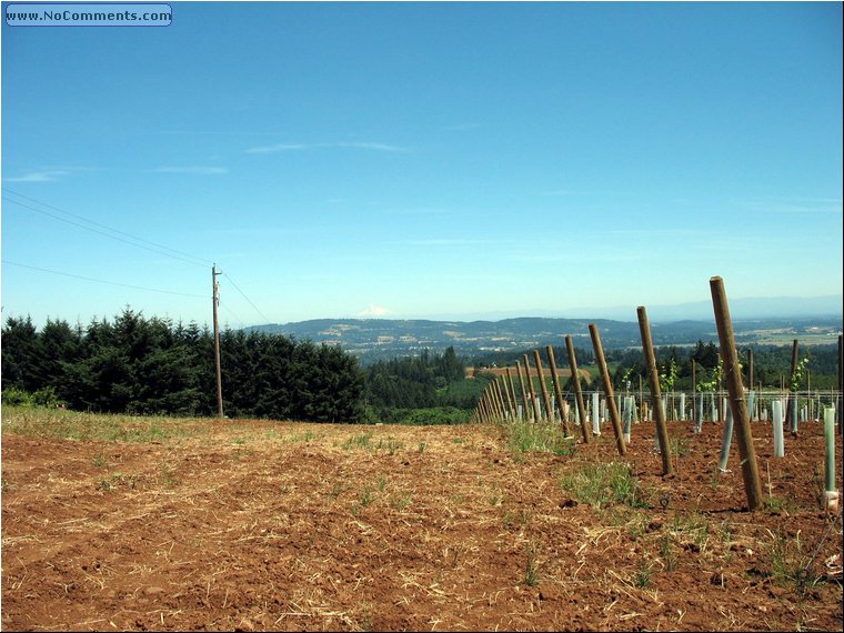 Anne Amie Vineyards 3.jpg