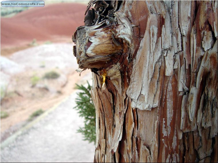 Painted Hills drop 1.JPG