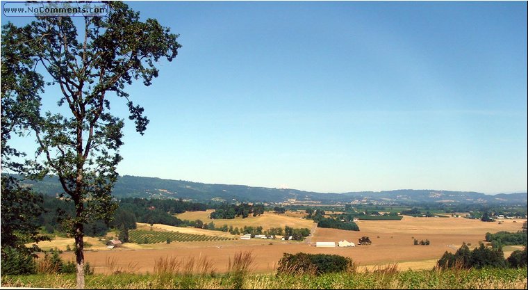 Penner Ash Vineyards.JPG
