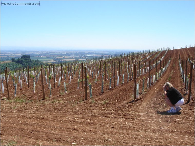 Torii Mor Vineyards 2.JPG