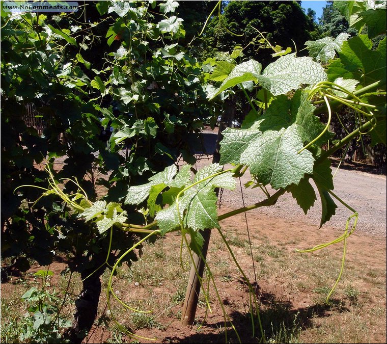 Torii Mor Vineyards 3.JPG