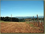 Anne Amie Vineyards 3.jpg