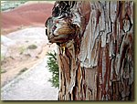 Painted Hills drop 1.JPG